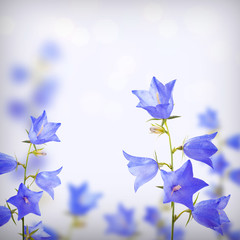 Obraz na płótnie Canvas Blue bell flowers background_1