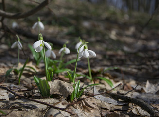 Snowdrops Galanthus plicatus in spring forest