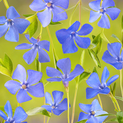 Blue spring flowers background_3