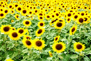 The garden sunflowers in nature.