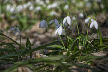 Snowdrops Galanthus plicatus in spring forest