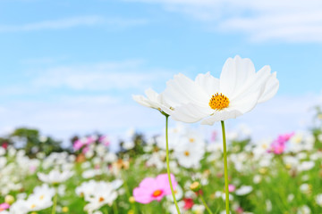 White cosmos flower with blue sky background.