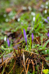 First spring flowers (crocus and snowdrop) grow in wet grass