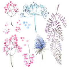 A set of herbs and flowers hand-painted watercolor. Botanical drawings. Flowers on a white background.
