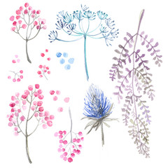 A set of herbs and flowers hand-painted watercolor. Botanical drawings. Flowers on a white background. - 105408730