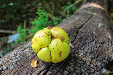 Wild fruit on a timber