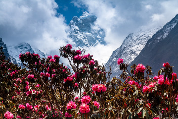 Obrazy na Szkle  Szybko kwitnący rododendron na tle gór.