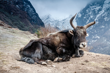 Yak lying in mountains.