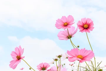 Crédence en verre imprimé Fleurs Pink cosmos flowers in field.