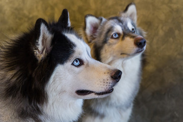 Siberian Husky dogs.