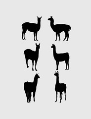 Lama Silhouettes,art vector design © martinussumbaji