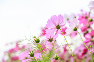 Cosmos flowers isolated on white background. 