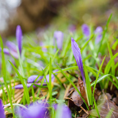 First spring flowers (crocus and snowdrop) grow in wet grass