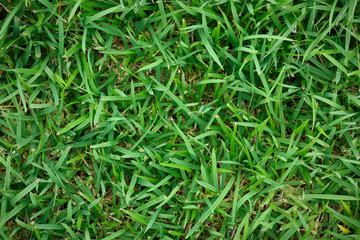 Fresh green grass for pattern and background