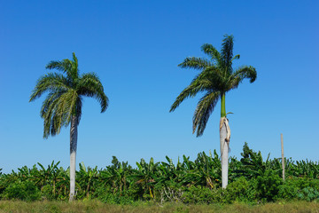 Naklejka premium Tropical agricultural land