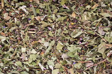 Herbal tea medicinal plants, homeopatic.
