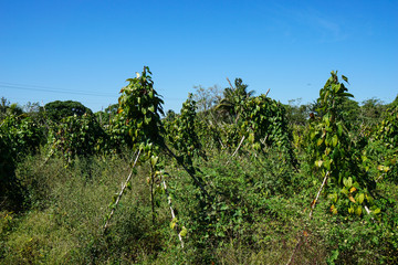 Tropical agricultural land