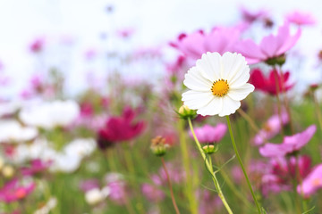 Cosmos flowers garden.