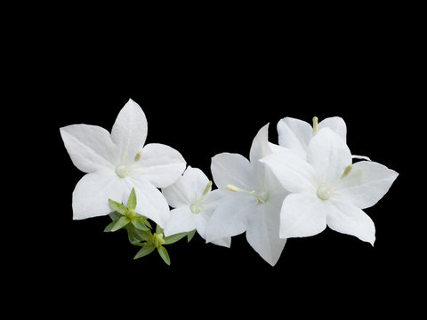 Fototapeta beautiful  white campanula is isolated on black background