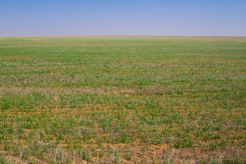 Fototapeta na wymiar Field of winter wheat seedlings