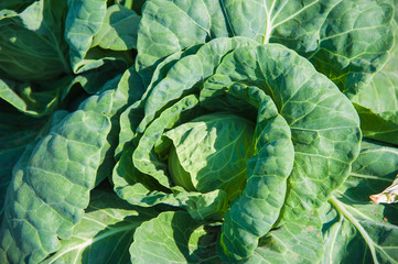 Cabbage