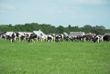 Farm  and cow in the distance . Summer day.