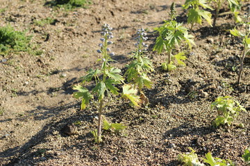 デルフィニュームの花