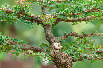 Trunk of bonsai for pattern