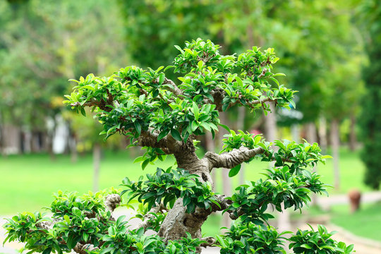 Trunk of bonsai for pattern