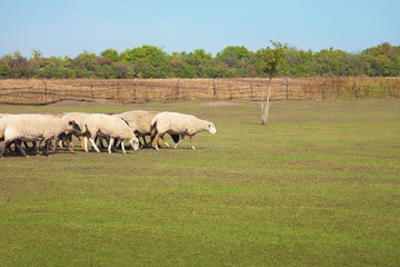 Obraz premium Flock of sheep grazing in the meadow