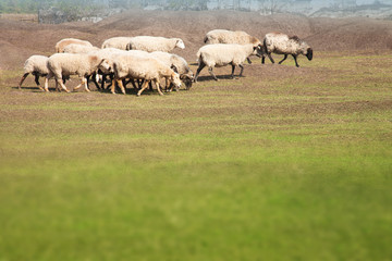 Flock of sheep grazing in the meadow