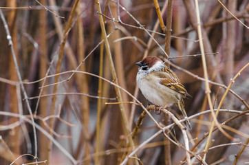 bird on a tree branch in spring