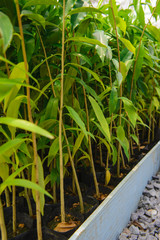 Plant growth in tree nursery