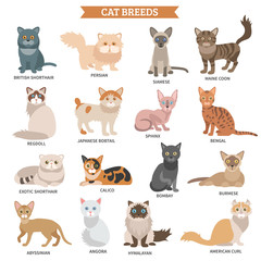Fototapeta premium Cat breed set