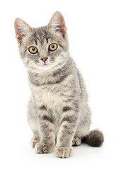 Kitten on a white background