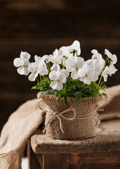Beautiful white pansy flowers in a pot made of sackcloth. Viola cornuta.