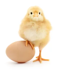 Fototapete Hähnchen Huhn und Ei