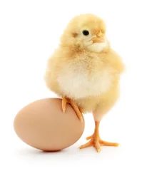 Abwaschbare Fototapete Hähnchen Huhn und Ei