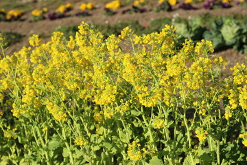 菜の花