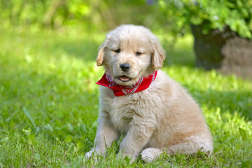 Cute Golden Retriever puppy sitting in grass in backyard.
