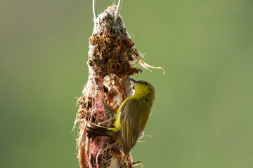 Olive-backed sunbird building its nest