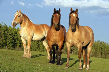 Belgium Draft Horses at summer pasture