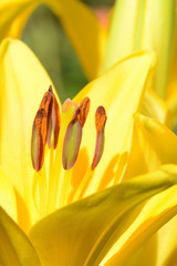 Blumen 473 © K.-U. Häßler