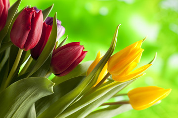 Colorful tulips on nature background