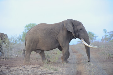 Fototapeta na wymiar African Elephant (Loxodonta africanus) Mature Bull . Zululand, South Africa
