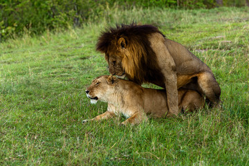 Lion and lioness love game in the savanna Maasai Mara National P