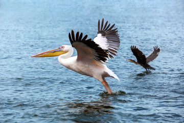 pelican and duck taking off on Lake, Great white Pelican catches