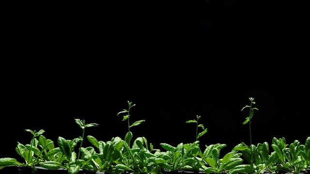 Growth of thale cress (Arabidopsis thaliana) 4-weeks-old seedlings, time lapse recording.

