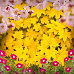 Fototapeta premium Flower background_98