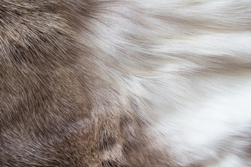 Fototapeta premium Deerskin. Background